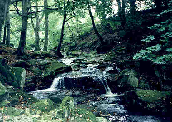 Water Diviner Divining finding sources & wells in Ireland
